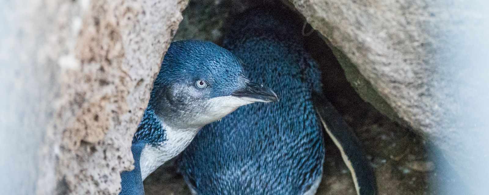 St. Kilda Little Penguins | Best Time 2 Visit | Tips Before You Go ...